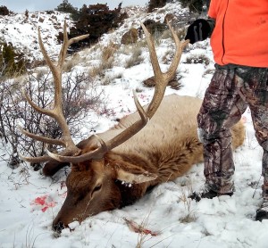 Bull Elk