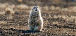 Prairie Dog Hunts