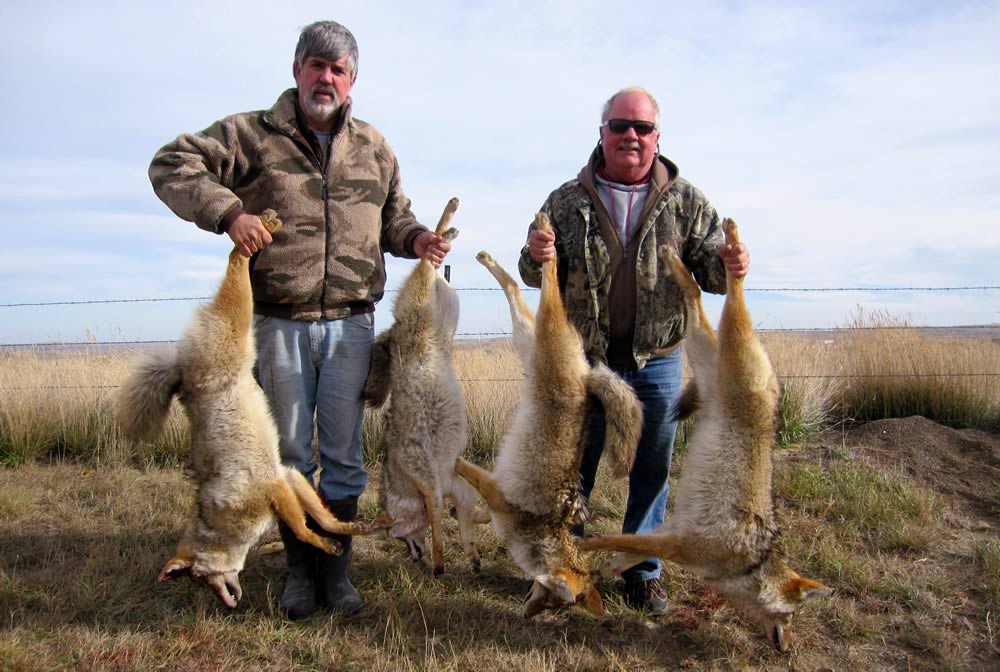 Wegrijden atoom atoom Montana Predator Hunts on private ranches or Missouri Breaks