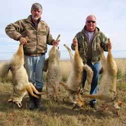 Guided Coyote Hunt
